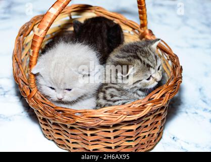 Petits chatons écossais dans un panier, un chaton d'animal de compagnie, un thème de chats et chatons domestiques Banque D'Images