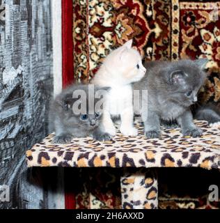 trois beaux chatons sur un tiger gratter poste, sur un fond de tapis, le thème des chats et chatons domestiques Banque D'Images