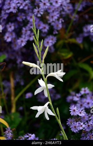 Watsonia borboica ardernei,Watsonia borboica subsp ardernei,fleur,fleur,fleur,Cape Horn Lily,Aster Little Carlow,Symphyotrichum Little Carlow,O Banque D'Images