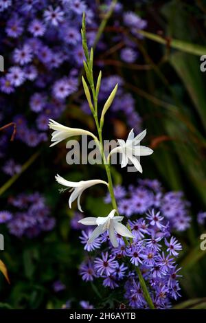 Watsonia borboica ardernei,Watsonia borboica subsp ardernei,fleur,fleur,fleur,Cape Horn Lily,Aster Little Carlow,Symphyotrichum Little Carlow,O Banque D'Images