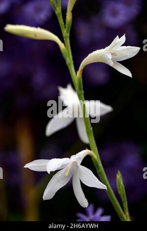 Watsonia borboica ardernei,Watsonia borboica subsp ardernei,fleur,fleur,fleur,Cape Horn Lily,Aster Little Carlow,Symphyotrichum Little Carlow,O Banque D'Images