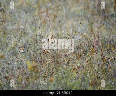 Un troupeau de goldfinches (Carduelis carduelis) sur Salisbury Plain Wiltshire Royaume-Uni Banque D'Images