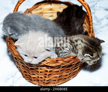 quatre couleurs - bleu, fauve, brun, chatons de tabby dans un panier, chaton d'animal de compagnie, chats d'animal de compagnie à thème et chatons Banque D'Images