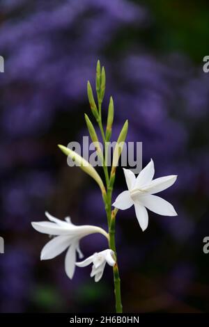 Watsonia borboica ardernei,Watsonia borboica subsp ardernei,fleur,fleur,fleur,Cape Horn Lily,Aster Little Carlow,Symphyotrichum Little Carlow,O Banque D'Images