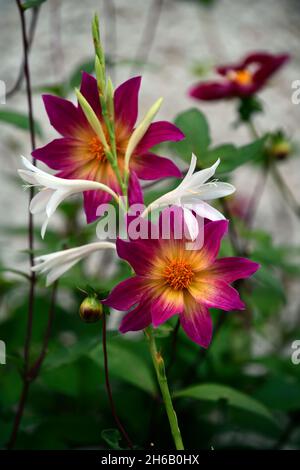 Watsonia borbonica subsp ardernei,Dahlia yeux lumineux,blanc,rose,corail fleurs roses,fleur,floraison,fleur,Cape Horn Lily,schéma de plantation mixte,hors Banque D'Images