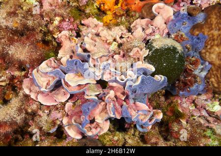 Eponge bleuâtre (Psorbas tenace) et algue rouge coralline (Mésophyllum lichenoides) dans le Parc naturel de ses Salines (Mer Méditerranée, Espagne) Banque D'Images