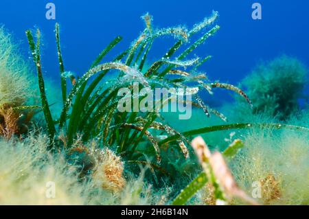 Vue sous-marine de l'usine de Neptune (Posidonia oceanica) dans le parc naturel de ses Salines (Formentera, Iles Baléares, Mer méditerranée, Espagne) Banque D'Images