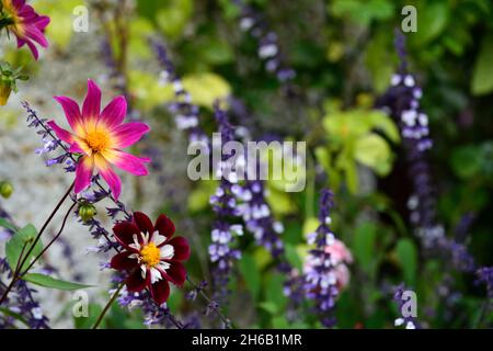 dahlia yeux lumineux,dahlia papillon nuit,salvia phyllis fantaisie,dahlias,salvias,mélange,programme de plantation mixte,floraison fin d'été,RM floral Banque D'Images