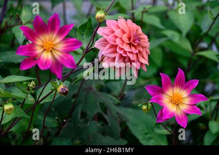 Dahlia yeux lumineux,Dahlia Dahlia American Dawn,violet rose fleurs jaunes,orange abricot nuances,dahlias,fleur,fleurs,fleur,RM Floral Banque D'Images