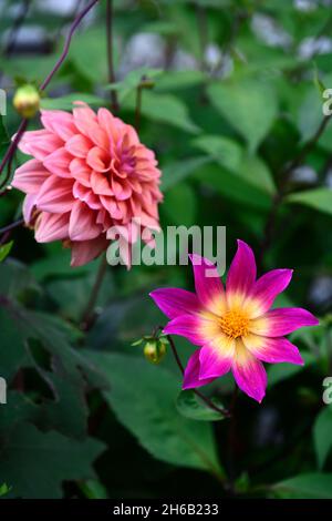 Dahlia yeux lumineux,Dahlia Dahlia American Dawn,violet rose fleurs jaunes,orange abricot nuances,dahlias,fleur,fleurs,fleur,RM Floral Banque D'Images