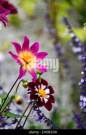 dahlia nuit papillon,dahlia yeux lumineux,salvia phyllis fantaisie,dahlias,salvias,mélange,programme mixte de plantation,floraison fin d'été,RM floral Banque D'Images