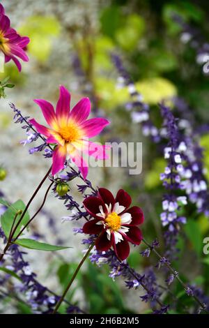 dahlia nuit papillon,dahlia yeux lumineux,salvia phyllis fantaisie,dahlias,salvias,mélange,programme mixte de plantation,floraison fin d'été,RM floral Banque D'Images