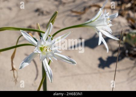 Daffodil de mer, Pancratium maritimum, fleurs blanches, plantes sauvages bulbeuses.Le nénuphars pousse sur une plage de sable au bord de la mer Méditerranée. Banque D'Images