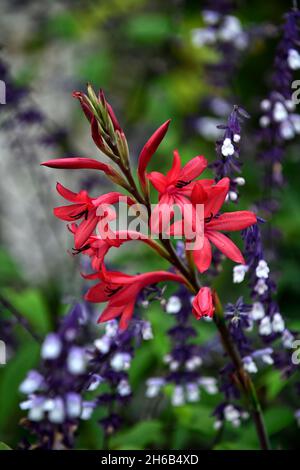 Watsonia borbonica,rose,corail fleurs roses,fleur,floraison,fleur,Cape Horn Lily,Salvia Phyllis Fancy,hors saison,floraison hors saison,RM Floral Banque D'Images