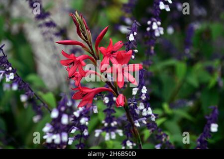 Watsonia borbonica,rose,corail fleurs roses,fleur,floraison,fleur,Cape Horn Lily,Salvia Phyllis Fancy,hors saison,floraison hors saison,RM Floral Banque D'Images