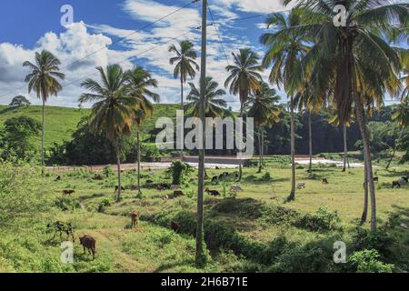 Côte est au nord de Punta Cana. Banque D'Images