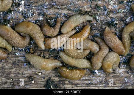 des limaces dans le jardin de l'agriculteur.Un grand groupe de limaces de Gastropoda se cachant à côté d'un potager dans le jardin.Ravageurs des limaces qui gâtent la récolte des plantes et des fruits. Banque D'Images