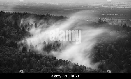 Brume montante dans les bois après un orage d'été en noir et blanc Banque D'Images