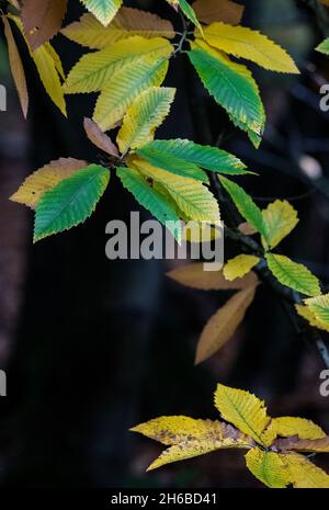 Feuilles de l'arbre doux de châtaignier. Banque D'Images