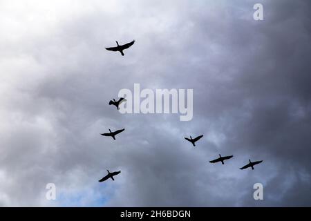 Un groupe de cormorans volant temps nuageux Banque D'Images