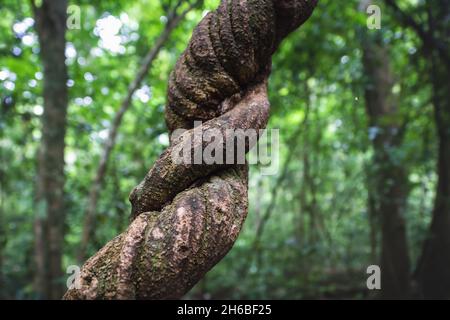 Détail d'une plante de liana tordue dans la forêt de la jungle de Tikal, Peten, Guatemala Banque D'Images