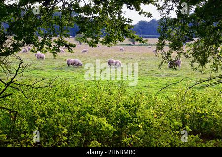 Pâturage des moutons en Angleterre pâturages luxuriants et terres agricoles au Royaume-Uni.Belle campagne anglaise avec champs de vert émeraude et prairies.ROYAUME-UNI. Banque D'Images