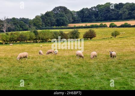 Pâturage des moutons en Angleterre pâturages luxuriants et terres agricoles au Royaume-Uni.Belle campagne anglaise avec champs de vert émeraude et prairies.ROYAUME-UNI. Banque D'Images