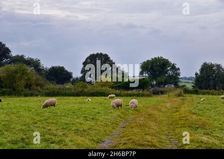 Pâturage des moutons en Angleterre pâturages luxuriants et terres agricoles au Royaume-Uni.Belle campagne anglaise avec champs de vert émeraude et prairies.ROYAUME-UNI. Banque D'Images