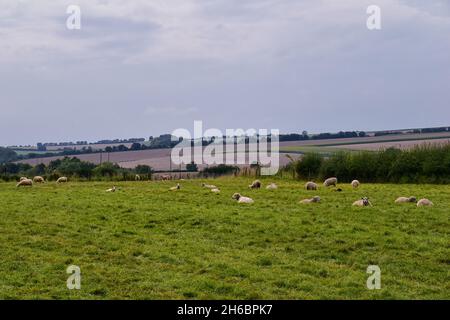 Pâturage des moutons en Angleterre pâturages luxuriants et terres agricoles au Royaume-Uni.Belle campagne anglaise avec champs de vert émeraude et prairies.ROYAUME-UNI. Banque D'Images