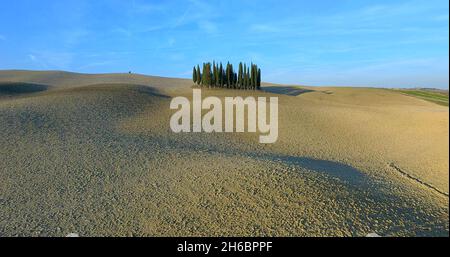 Une photo des arbres dans la nature Banque D'Images