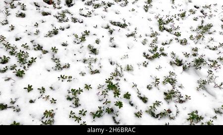 Photo de l'herbe sous la neige Banque D'Images