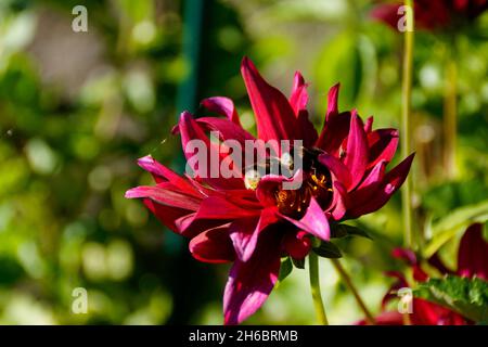 Un bourdon assis sur une fleur de dahlia rouge foncé sur Fraueninsel au lac Chiemsee en Bavière Banque D'Images