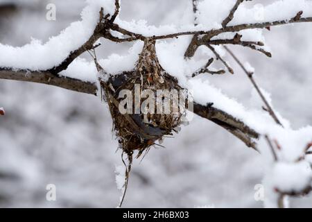 Vireo, Vireo gilvus nichent dans la neige, chute de neige au début de l'hiver, Wisconsin, États-Unis Banque D'Images