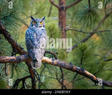 Grand hibou à cornes dans un arbre de pin ponderosa regardant sur son épaule.Capturé dans le comté de Lassen, Californie, États-Unis. Banque D'Images