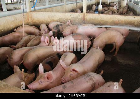 Itabuna, bahia, brésil - 16 juin 2012 : élevage de porcs dans une ferme de la ville d'Itabuna, non au sud de Bahia. Banque D'Images