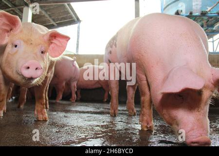 Itabuna, bahia, brésil - 16 juin 2012 : élevage de porcs dans une ferme de la ville d'Itabuna, non au sud de Bahia. Banque D'Images