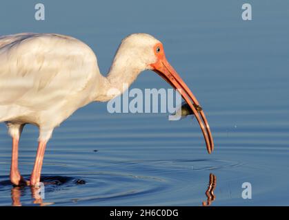 Ibis blanc américain (Eudocimus albus) avec poisson pêché dans le marais marécageux, Galveston, Texas, Etats-Unis. Banque D'Images