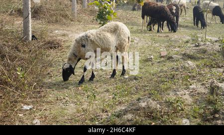 Image haute résolution : berger des moutons #rajasthanSheep, #indianshepherd, #thar desertSheep, #rajasthanscape, #ruralindia, Banque D'Images