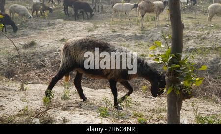 Image haute résolution : berger des moutons #rajasthanSheep, #indianshepherd, #thar desertSheep, #rajasthanscape, #ruralindia, Banque D'Images