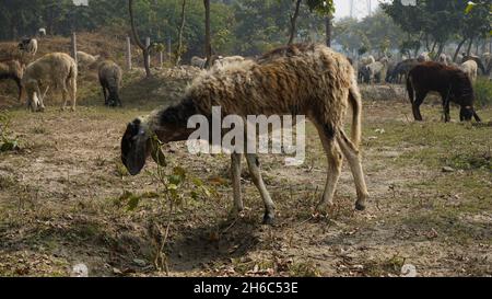 Image haute résolution : berger des moutons #rajasthanSheep, #indianshepherd, #thar desertSheep, #rajasthanscape, #ruralindia, Banque D'Images