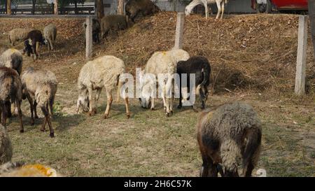 Image haute résolution : berger des moutons #rajasthanSheep, #indianshepherd, #thar desertSheep, #rajasthanscape, #ruralindia, Banque D'Images