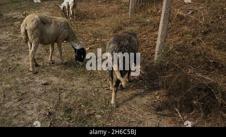 Image haute résolution : berger des moutons #rajasthanSheep, #indianshepherd, #thar desertSheep, #rajasthanscape, #ruralindia, Banque D'Images