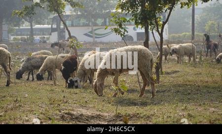 Image haute résolution : berger des moutons #rajasthanSheep, #indianshepherd, #thar desertSheep, #rajasthanscape, #ruralindia, Banque D'Images