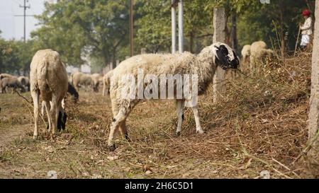 Image haute résolution : berger des moutons #rajasthanSheep, #indianshepherd, #thar desertSheep, #rajasthanscape, #ruralindia, Banque D'Images