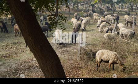 Image haute résolution : berger des moutons #rajasthanSheep, #indianshepherd, #thar desertSheep, #rajasthanscape, #ruralindia, Banque D'Images