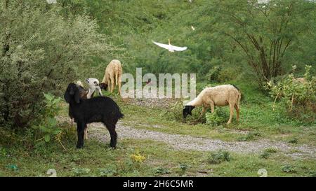 Image haute résolution : berger des moutons #rajasthanSheep, #indianshepherd, #thar desertSheep, #rajasthanscape, #ruralindia, Banque D'Images