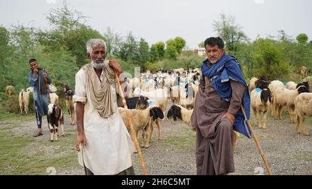 Image haute résolution : berger des moutons #rajasthanSheep, #indianshepherd, #thar desertSheep, #rajasthanscape, #ruralindia, Banque D'Images