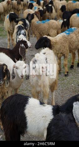 Image haute résolution : berger des moutons #rajasthanSheep, #indianshepherd, #thar desertSheep, #rajasthanscape, #ruralindia, Banque D'Images