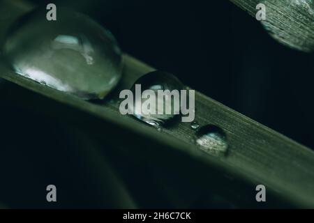 Photo macro des gouttes d'eau sur l'herbe. Banque D'Images