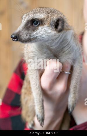 Plan vertical d'une personne tenant un meerkat Banque D'Images